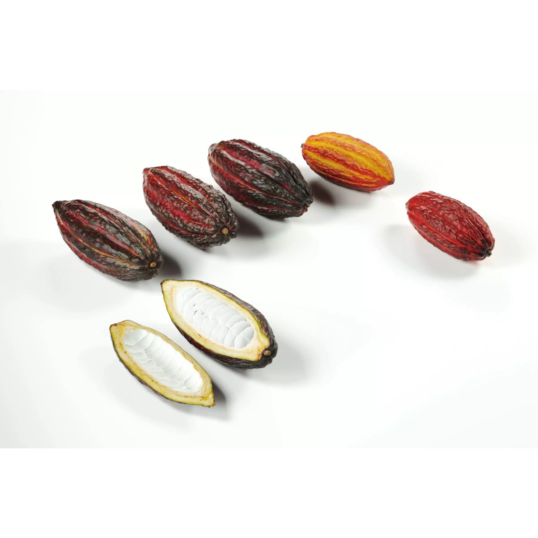 Cocoa Fruits 3D Model – High Poly PBR Textures, FBX Format - View 2
