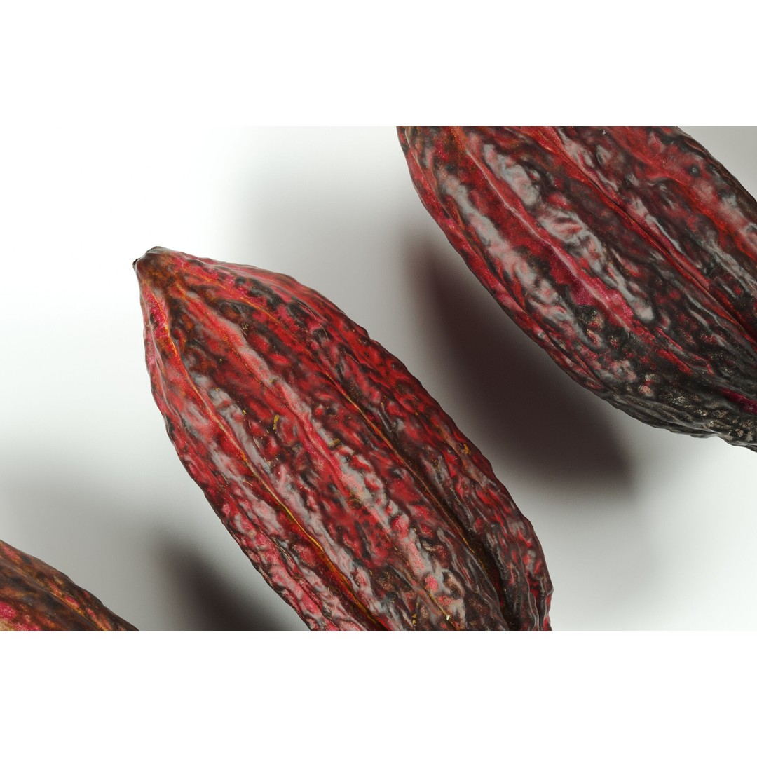 Cocoa Fruits 3D Model – High Poly PBR Textures, FBX Format - View 4