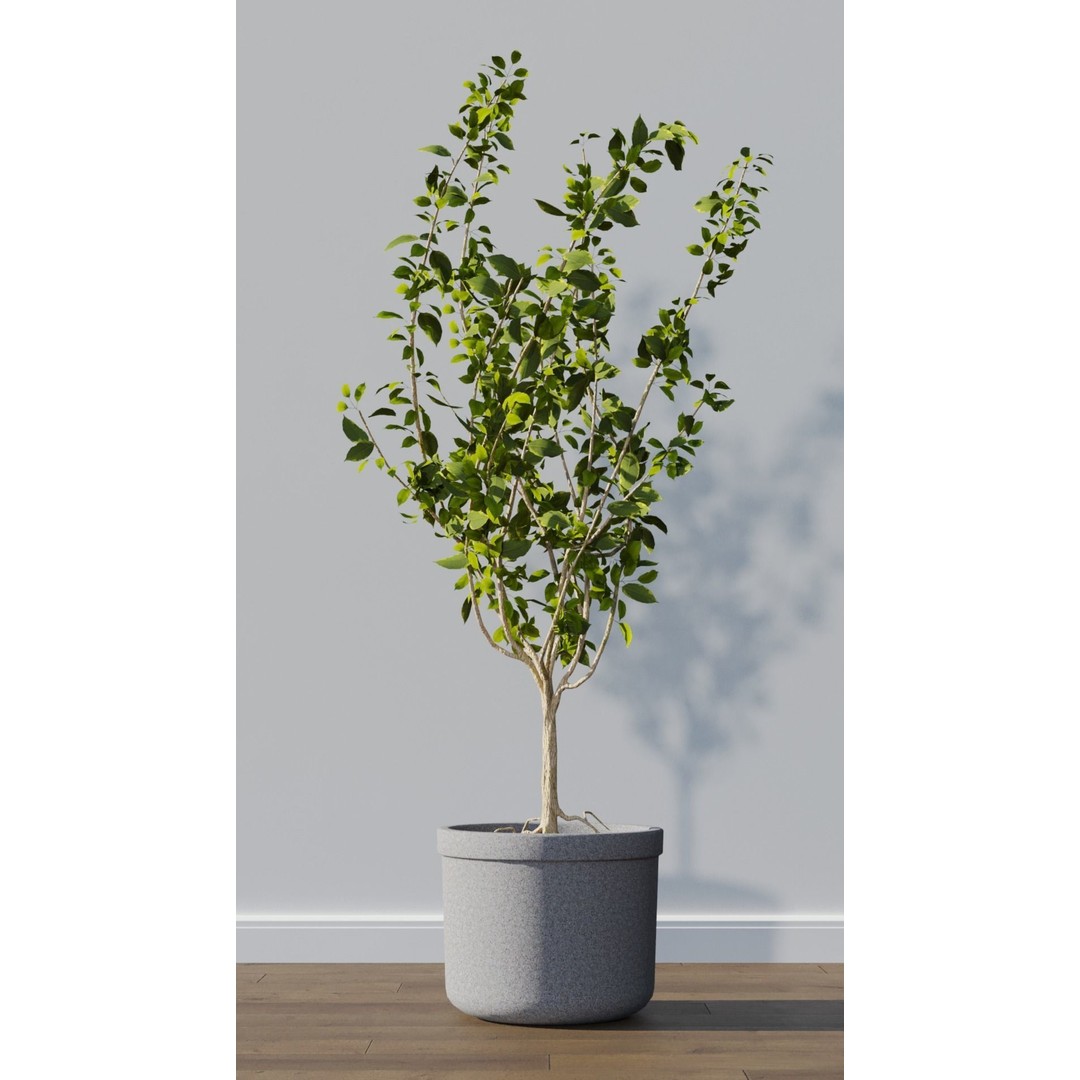 Potted Plants 3D Model – Hi-Poly Collection with PBR Textures, FBX & OBJ - View 9