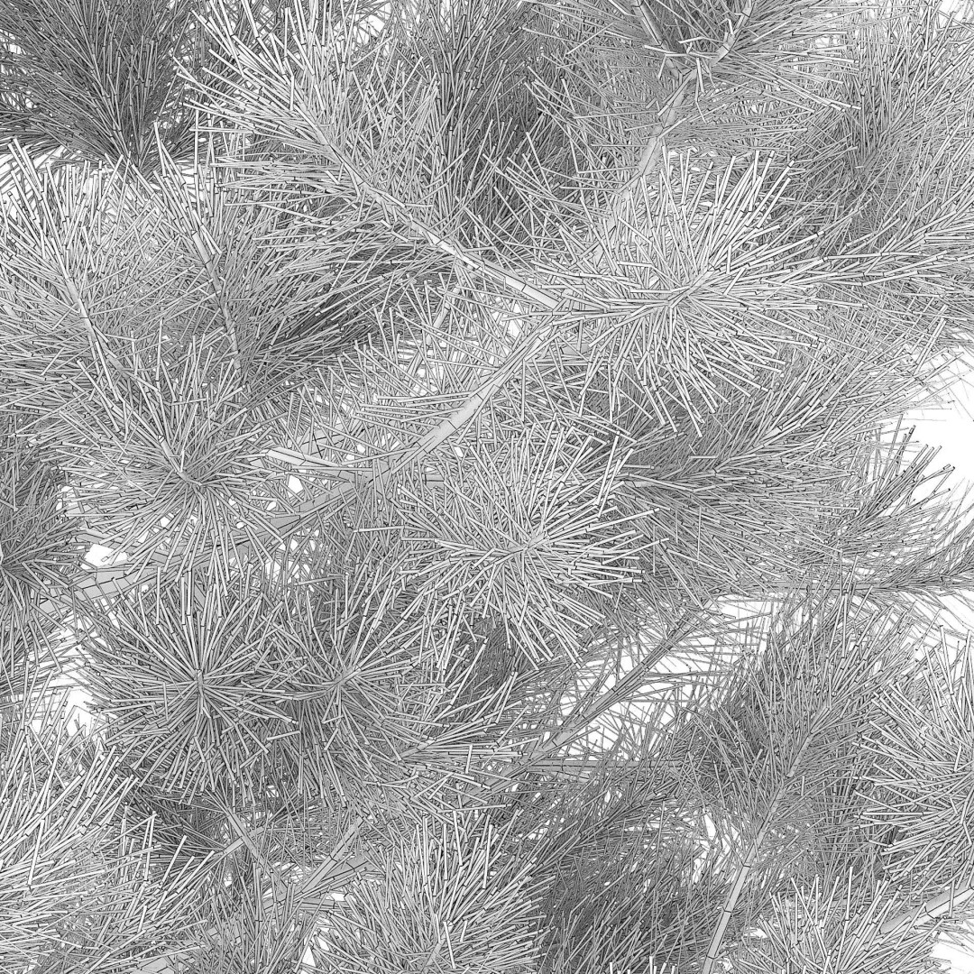 Pinus Nigra 3D Model – Detailed Conifer Tree Asset, FBX
