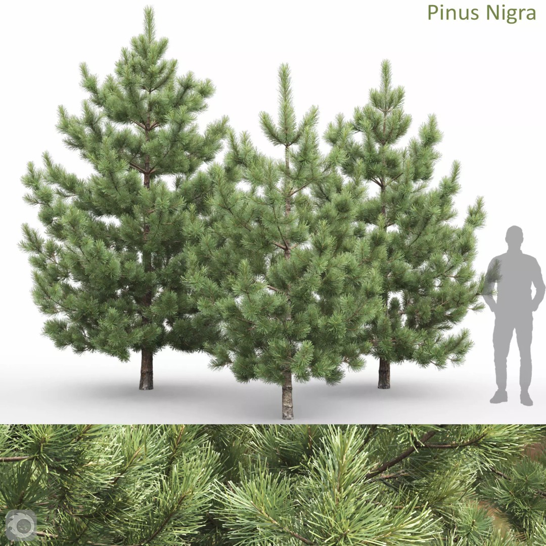 Pinus Nigra 3D Model – Detailed Conifer Tree Asset, FBX - View 2