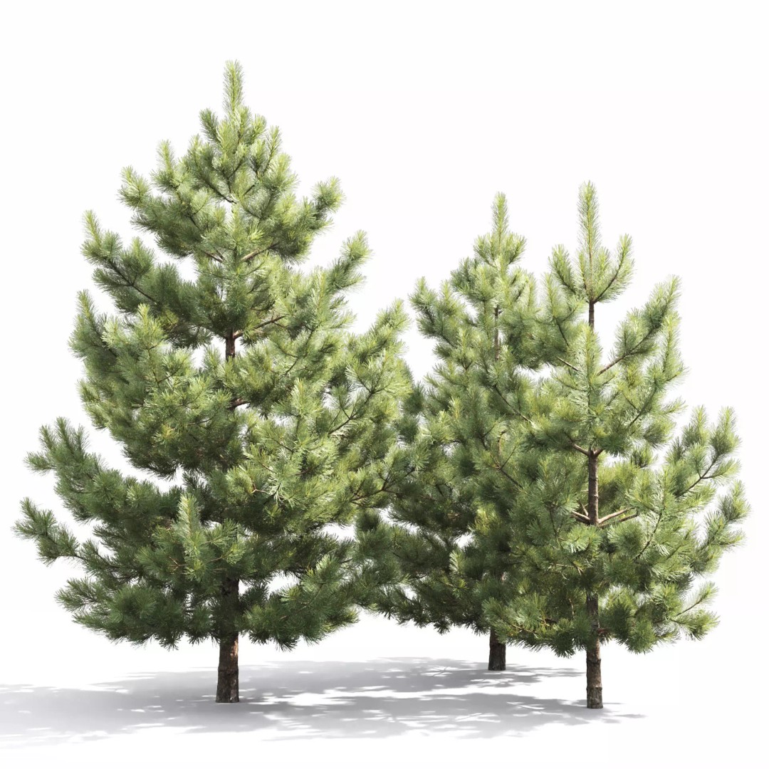 Pinus Nigra 3D Model – Detailed Conifer Tree Asset, FBX - View 3