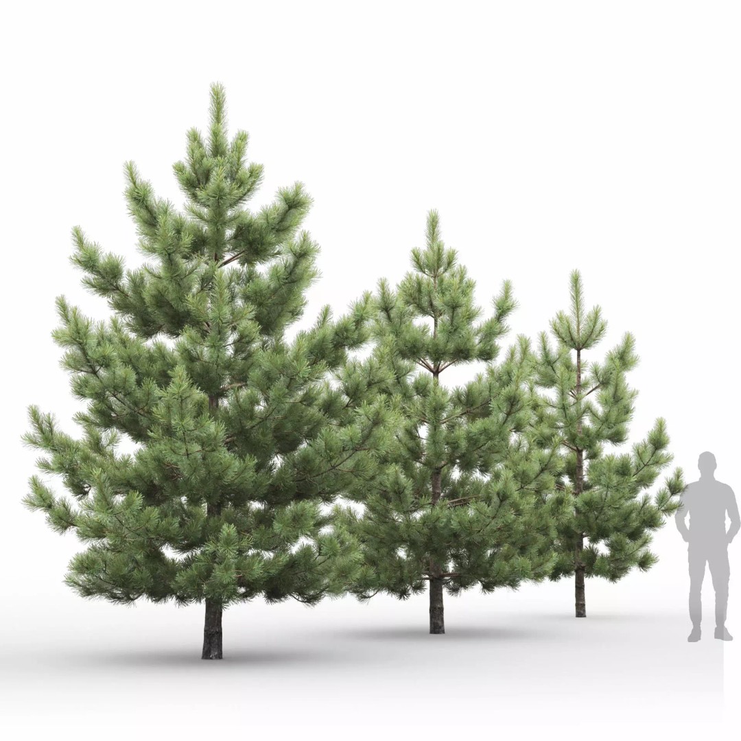 Pinus Nigra 3D Model – Detailed Conifer Tree Asset, FBX - View 4