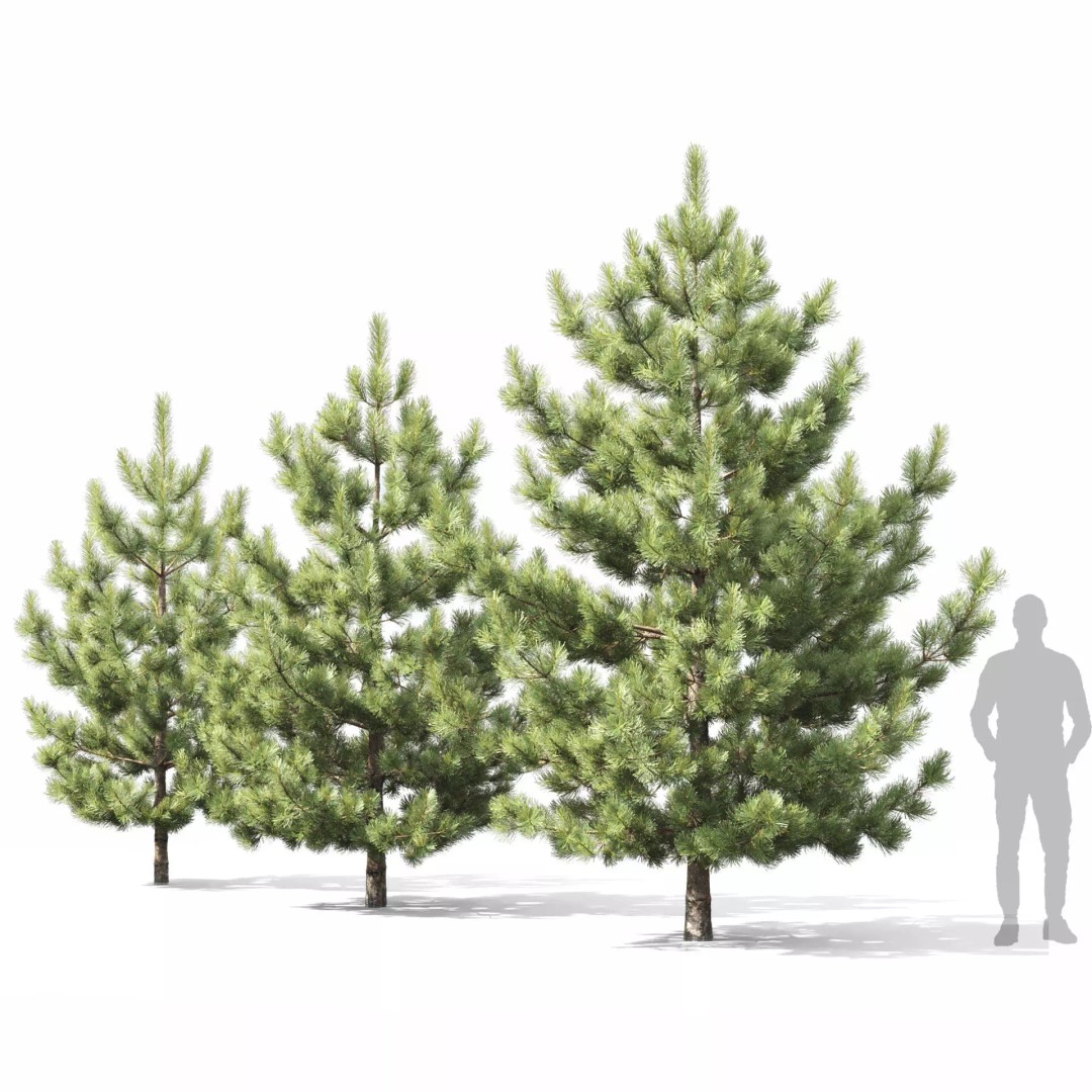 Pinus Nigra 3D Model – Detailed Conifer Tree Asset, FBX - View 5