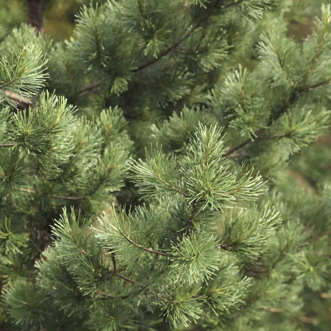 Pinus Nigra 3D Model – Detailed Conifer Tree Asset, FBX - View 6