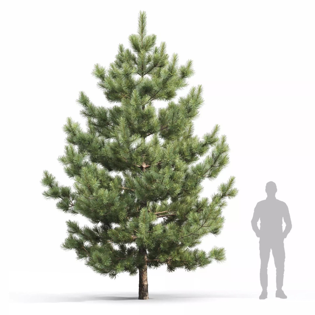 Pinus Nigra 3D Model – Detailed Conifer Tree Asset, FBX - View 7