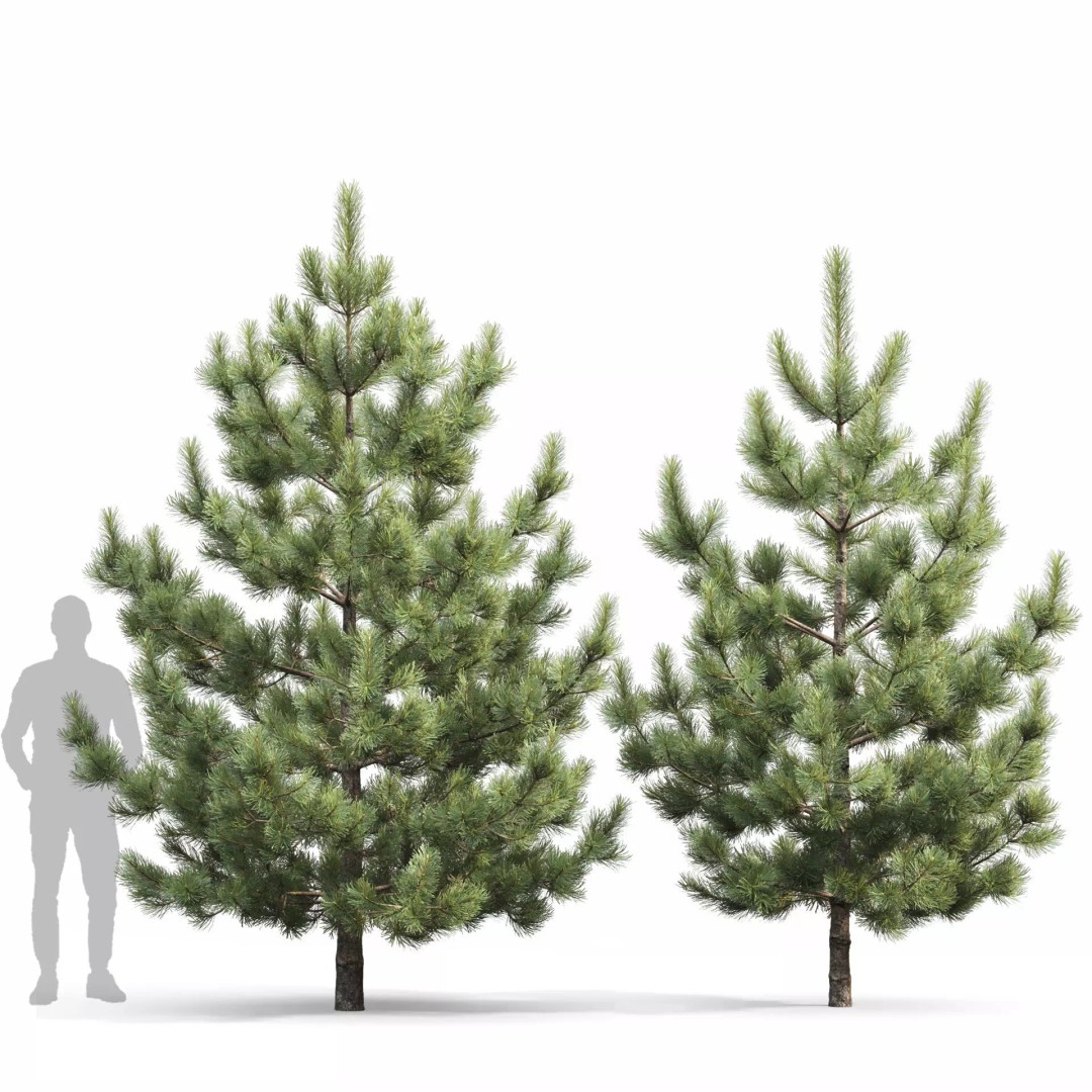 Pinus Nigra 3D Model – Detailed Conifer Tree Asset, FBX - View 8