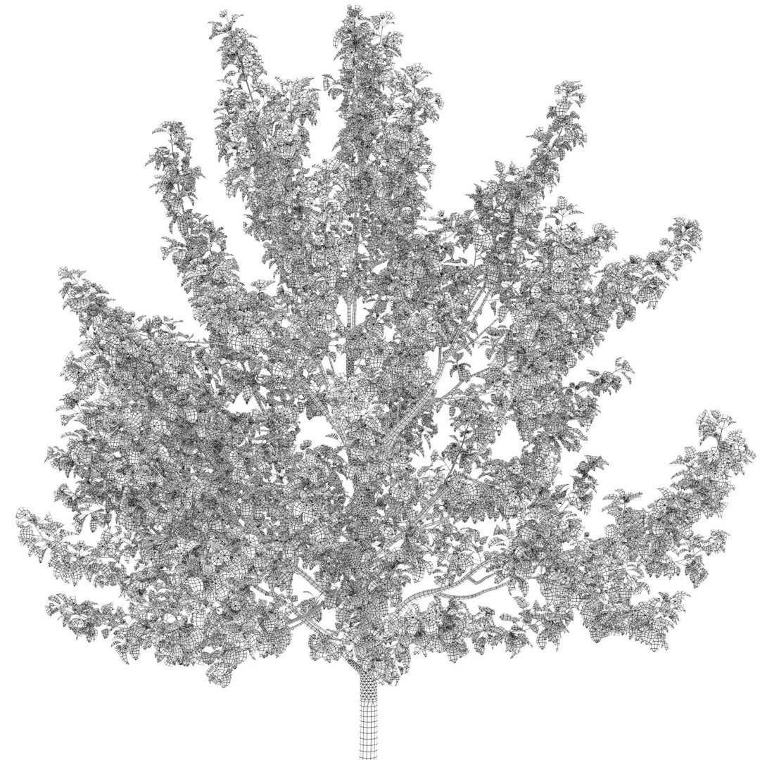 Malus Flowering 3D Model – Realistic Tree Asset, FBX