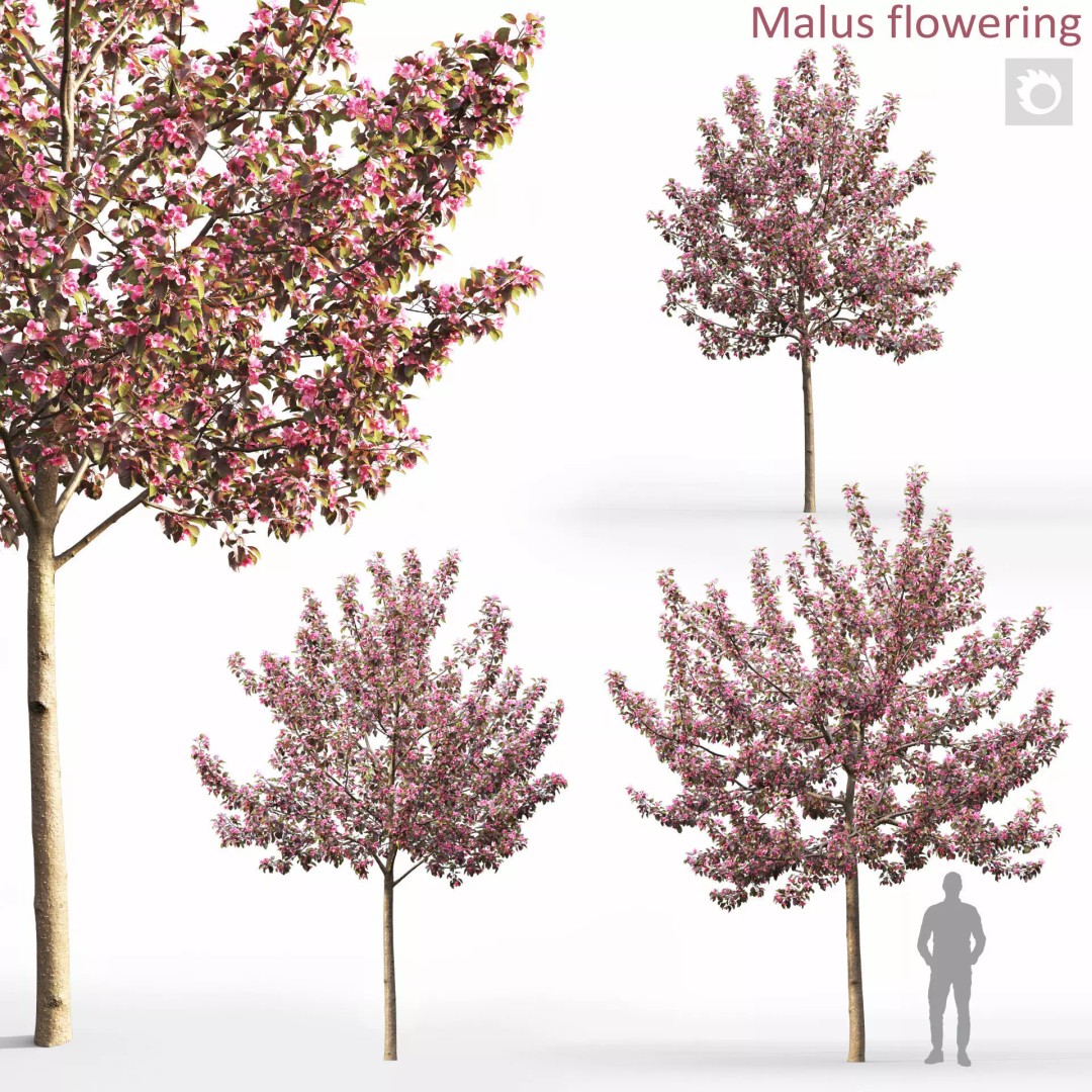 Malus Flowering 3D Model – Realistic Tree Asset, FBX - View 2