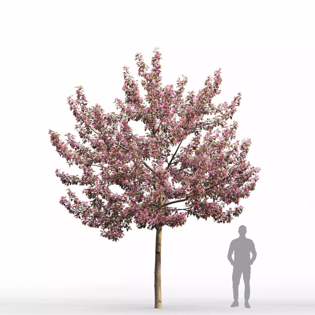 Malus Flowering 3D Model – Realistic Tree Asset, FBX - View 3