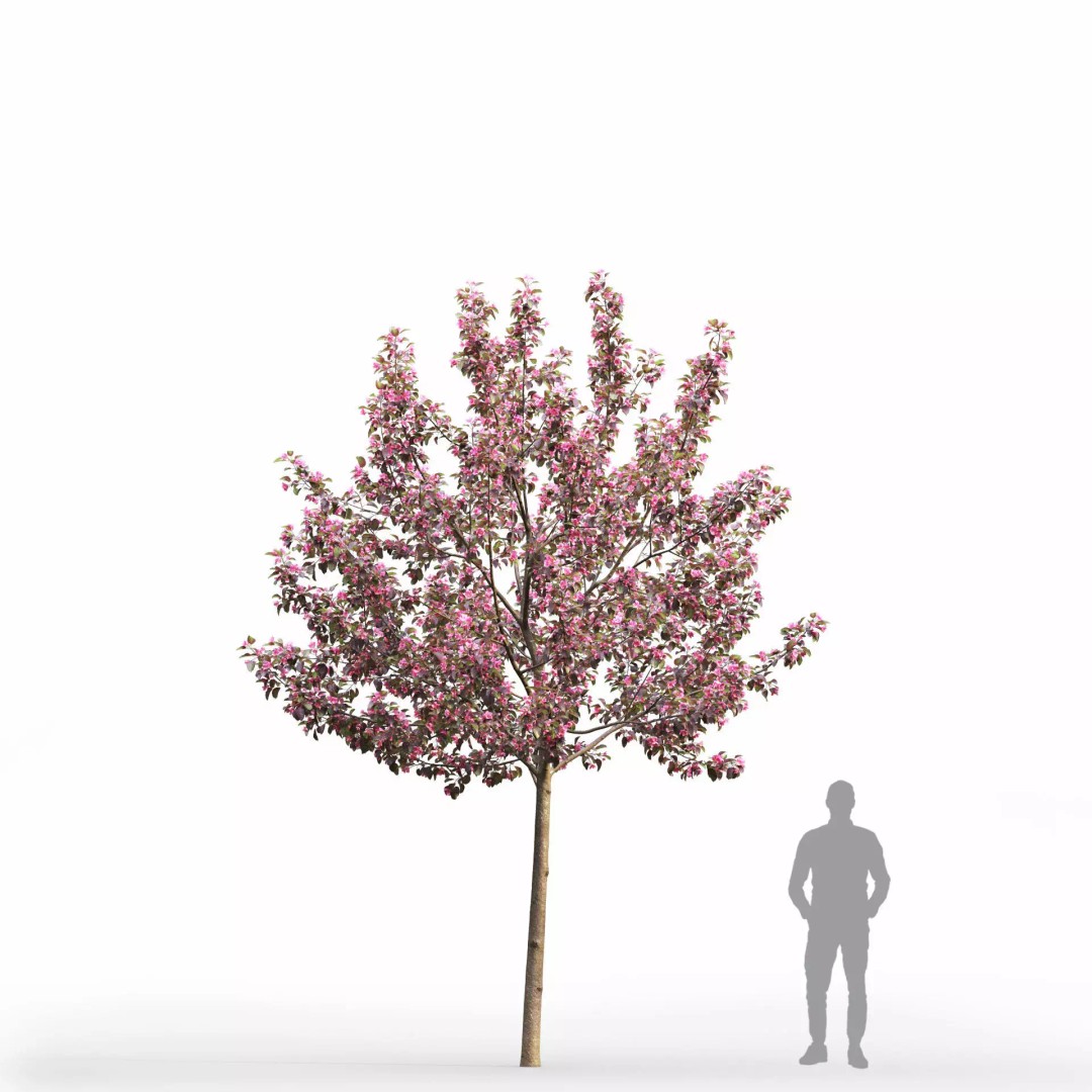 Malus Flowering 3D Model – Realistic Tree Asset, FBX - View 4
