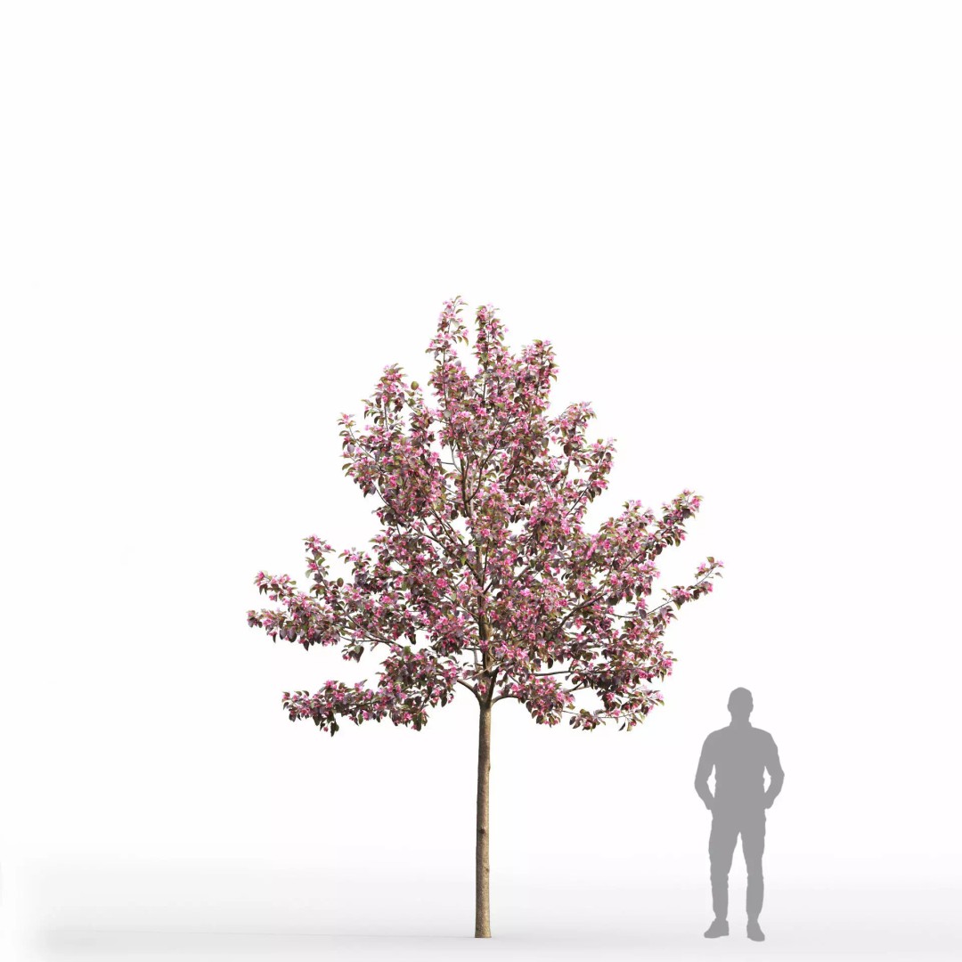 Malus Flowering 3D Model – Realistic Tree Asset, FBX - View 5
