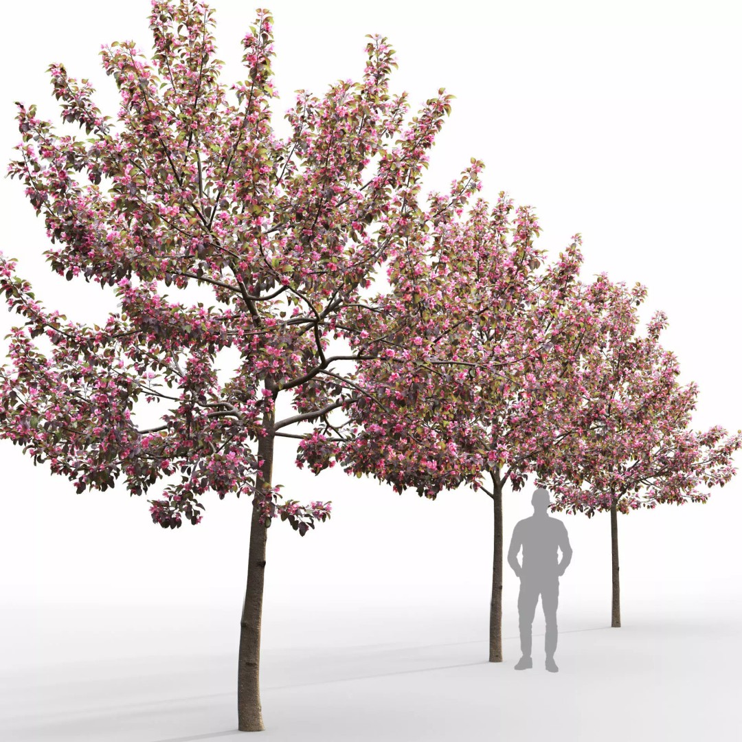 Malus Flowering 3D Model – Realistic Tree Asset, FBX - View 6