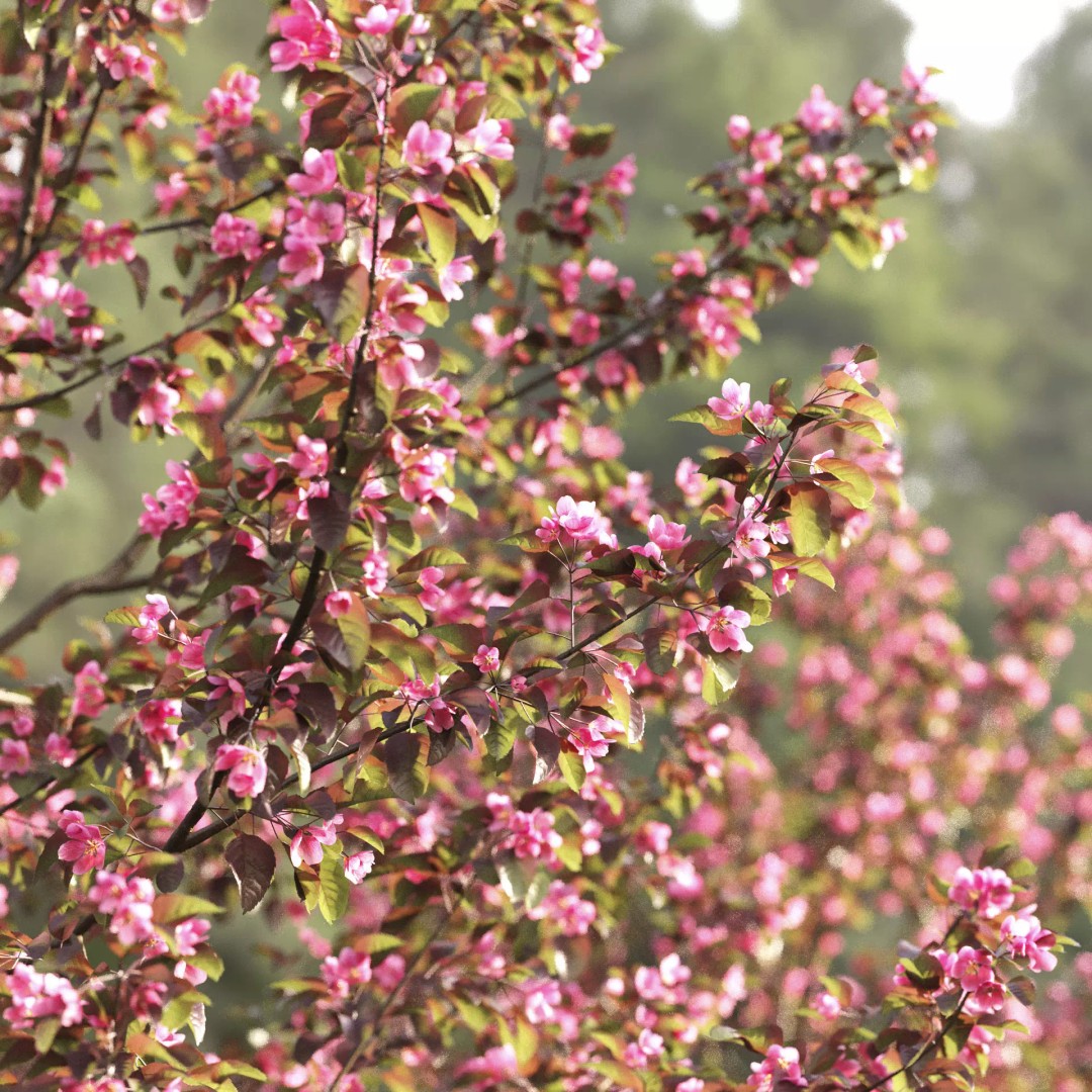 Malus Flowering 3D Model – Realistic Tree Asset, FBX - View 7