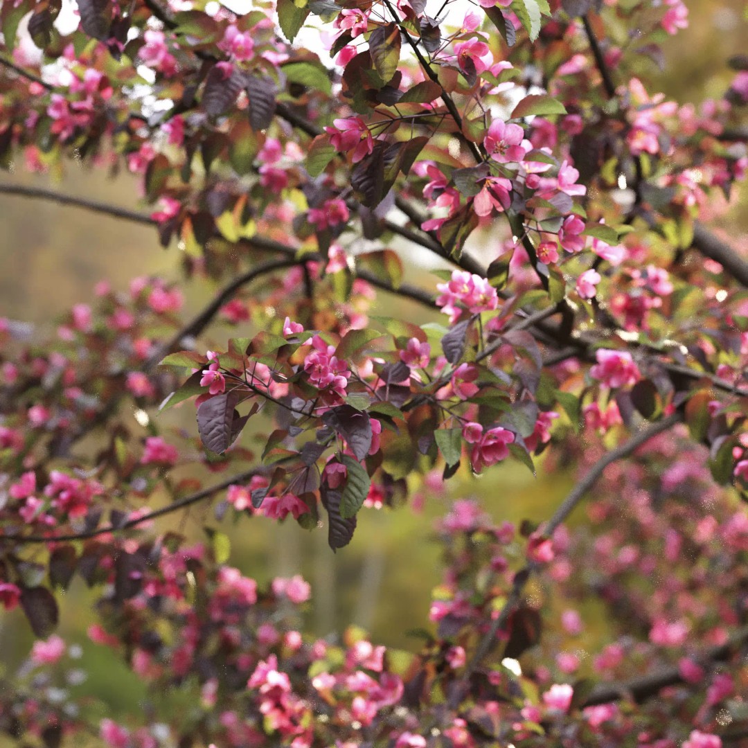 Malus Flowering 3D Model – Realistic Tree Asset, FBX - View 8