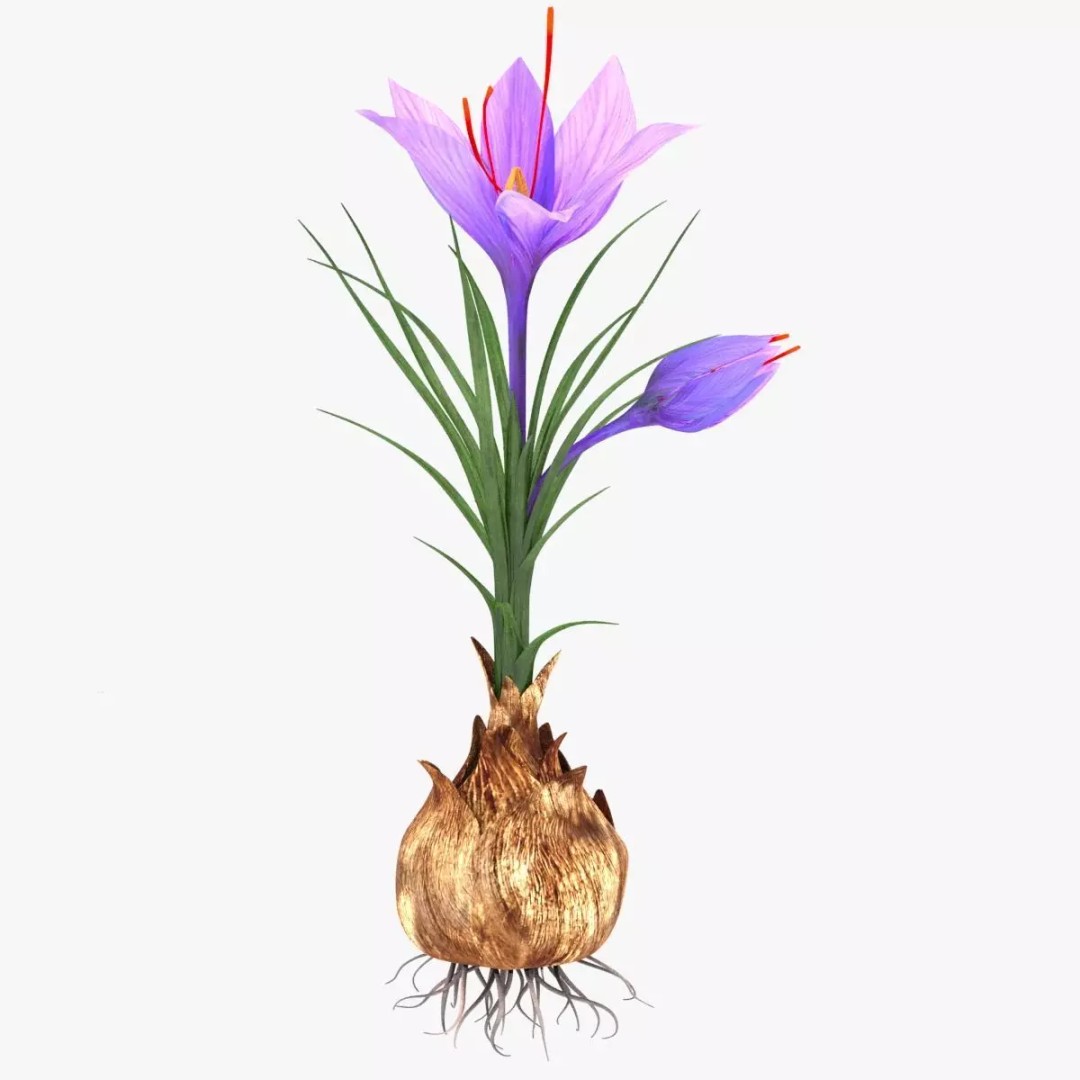 Plant Part 3D Model – Low Poly Flower Asset with PBR Textures - View 2