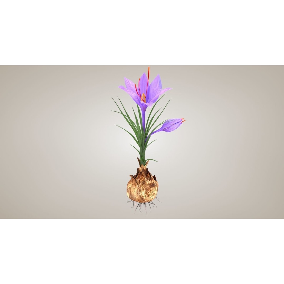 Plant Part 3D Model – Low Poly Flower Asset with PBR Textures - View 3