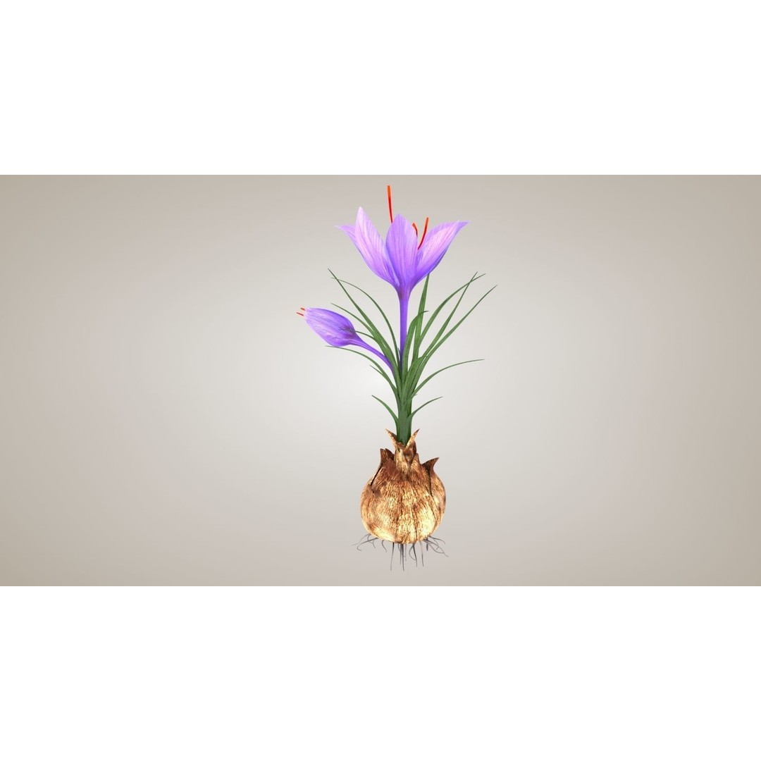 Plant Part 3D Model – Low Poly Flower Asset with PBR Textures - View 4