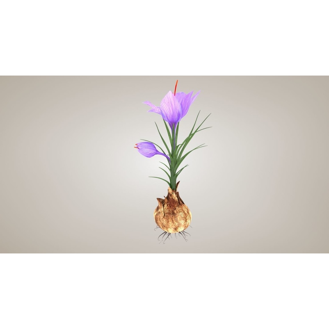 Plant Part 3D Model – Low Poly Flower Asset with PBR Textures - View 5