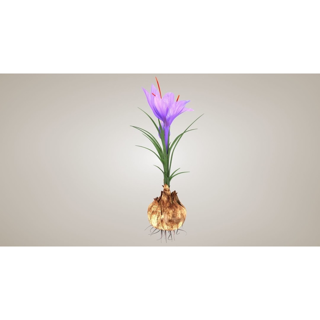 Plant Part 3D Model – Low Poly Flower Asset with PBR Textures - View 6