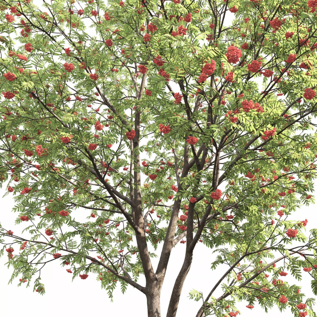 Rowan Tree 3D Model – High Poly Plant Asset with Textures - View 10