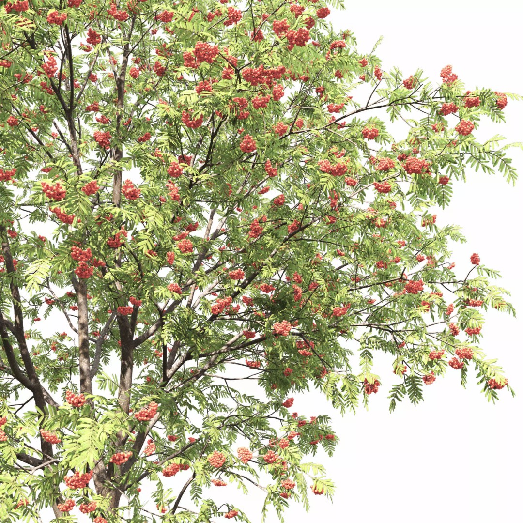 Rowan Tree 3D Model – High Poly Plant Asset with Textures - View 11