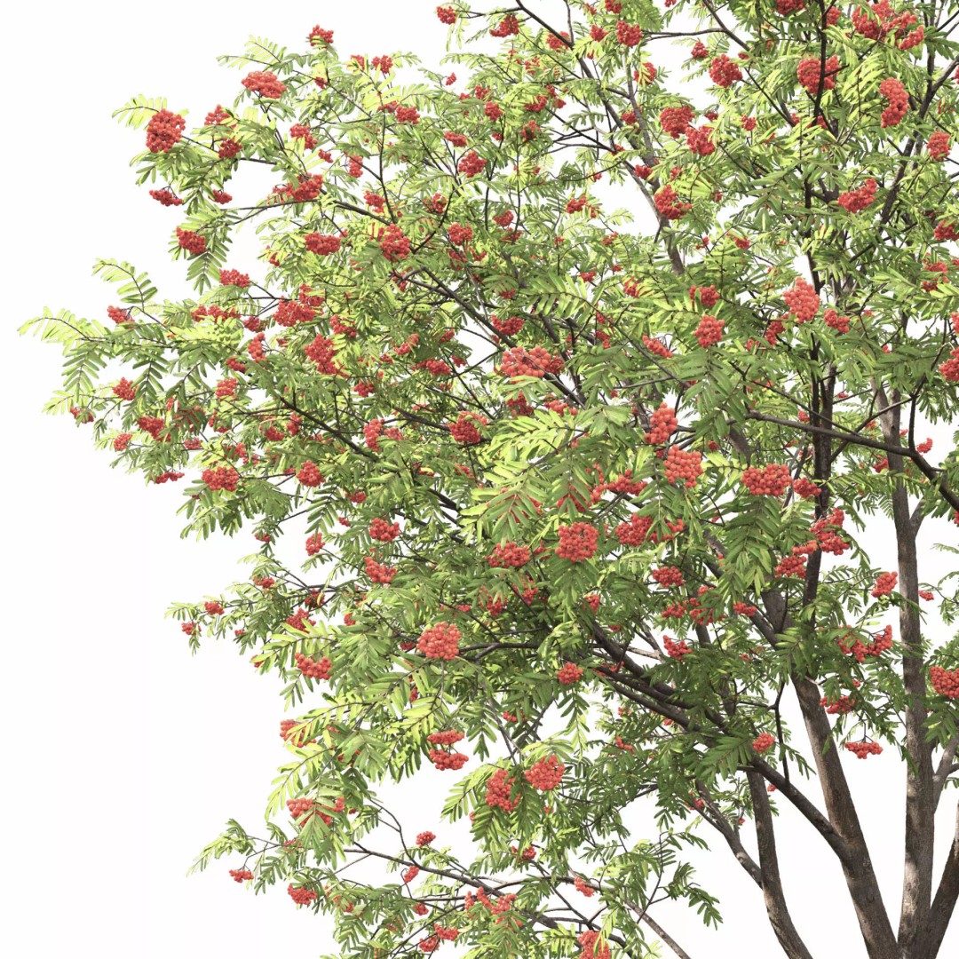Rowan Tree 3D Model – High Poly Plant Asset with Textures - View 12