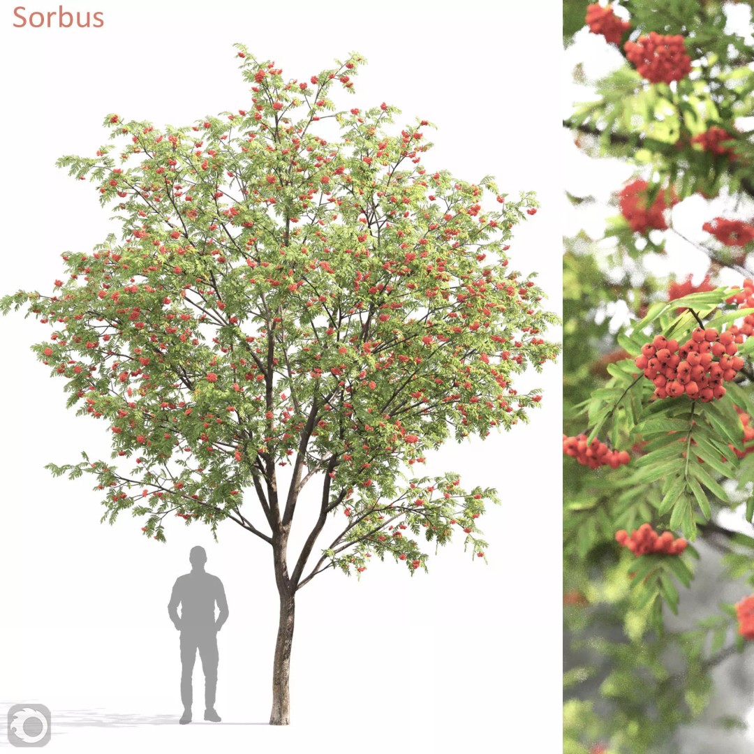 Rowan Tree 3D Model – High Poly Plant Asset with Textures - View 2