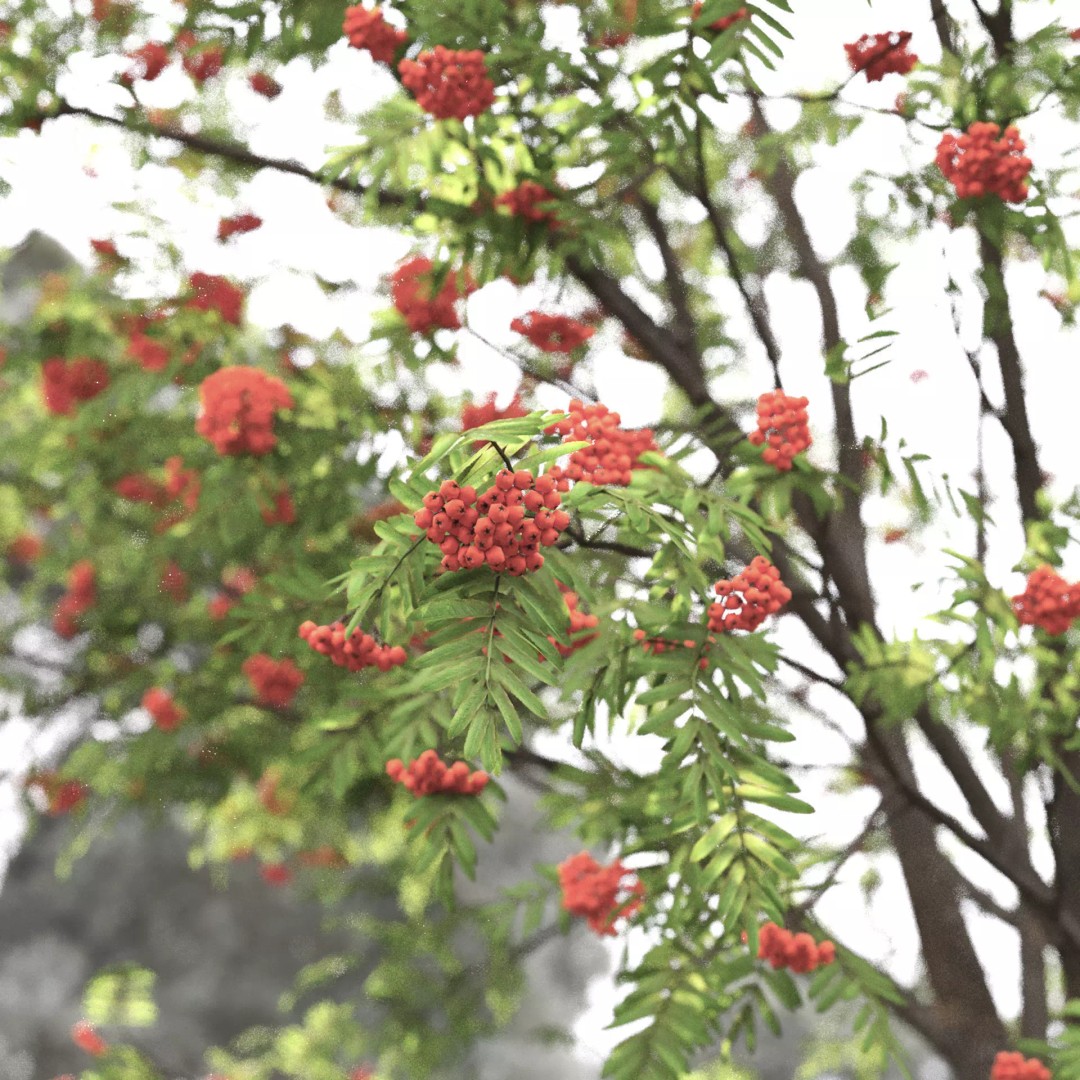 Rowan Tree 3D Model – High Poly Plant Asset with Textures - View 3