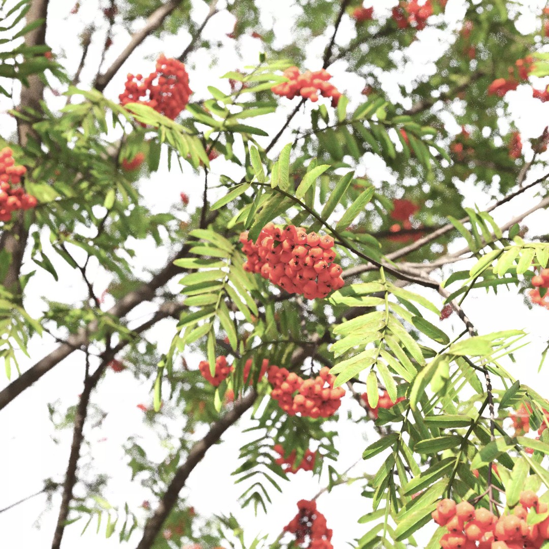 Rowan Tree 3D Model – High Poly Plant Asset with Textures - View 4
