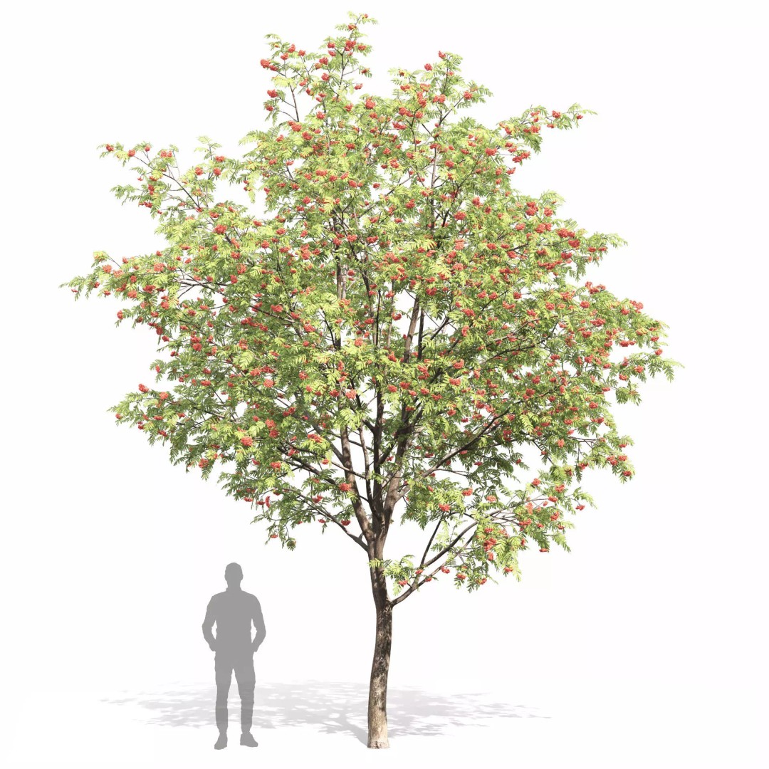 Rowan Tree 3D Model – High Poly Plant Asset with Textures - View 5