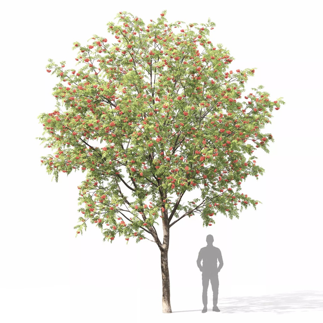 Rowan Tree 3D Model – High Poly Plant Asset with Textures - View 6