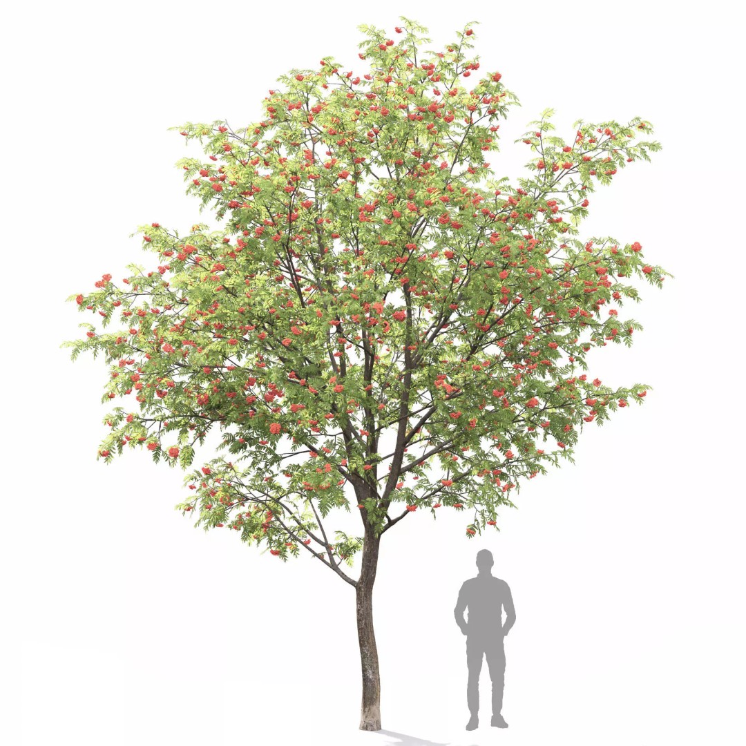 Rowan Tree 3D Model – High Poly Plant Asset with Textures - View 7