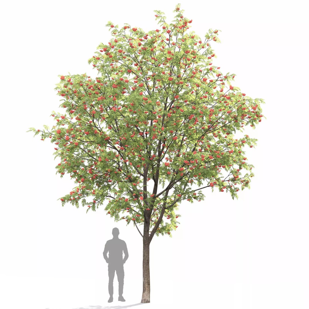 Rowan Tree 3D Model – High Poly Plant Asset with Textures - View 8