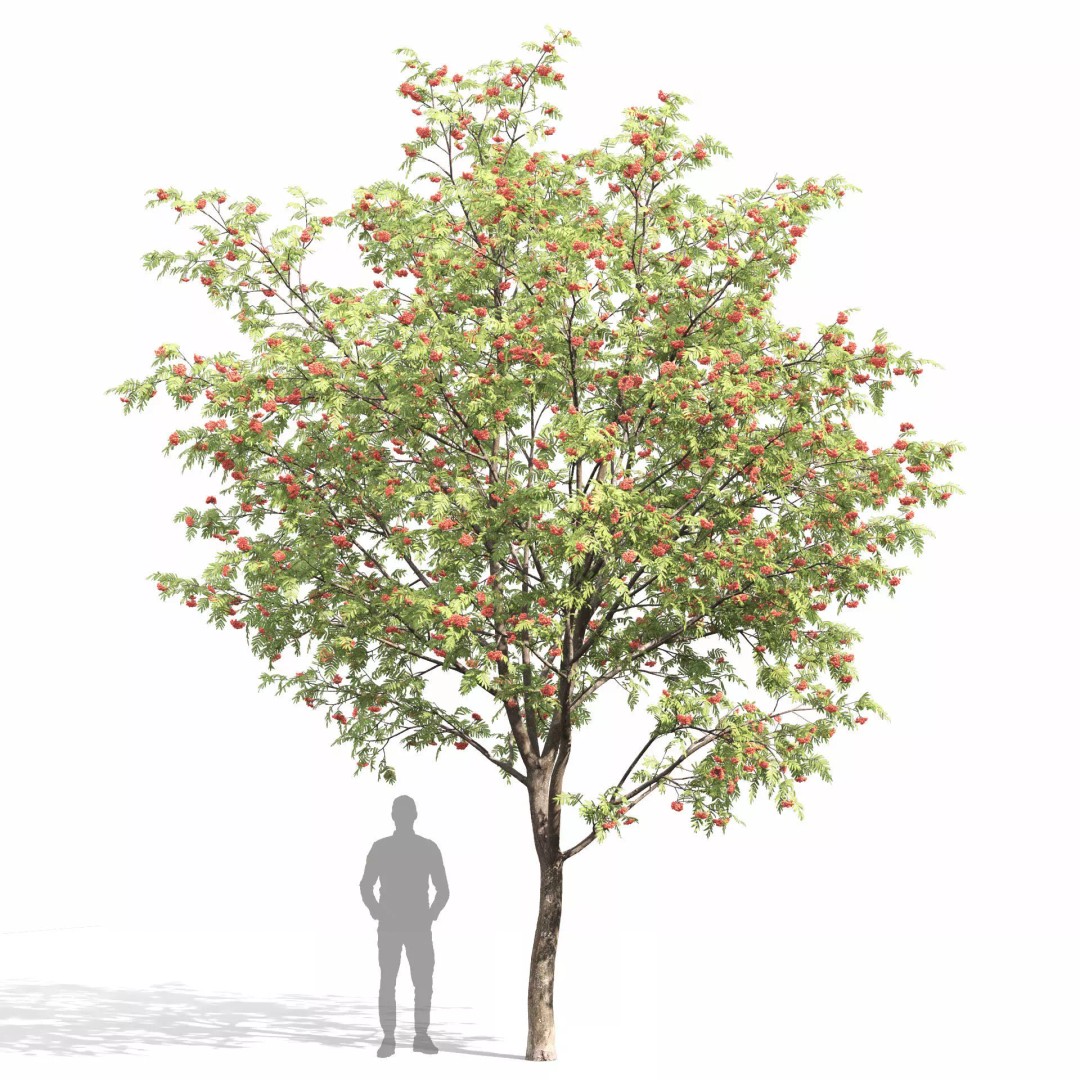 Rowan Tree 3D Model – High Poly Plant Asset with Textures - View 9