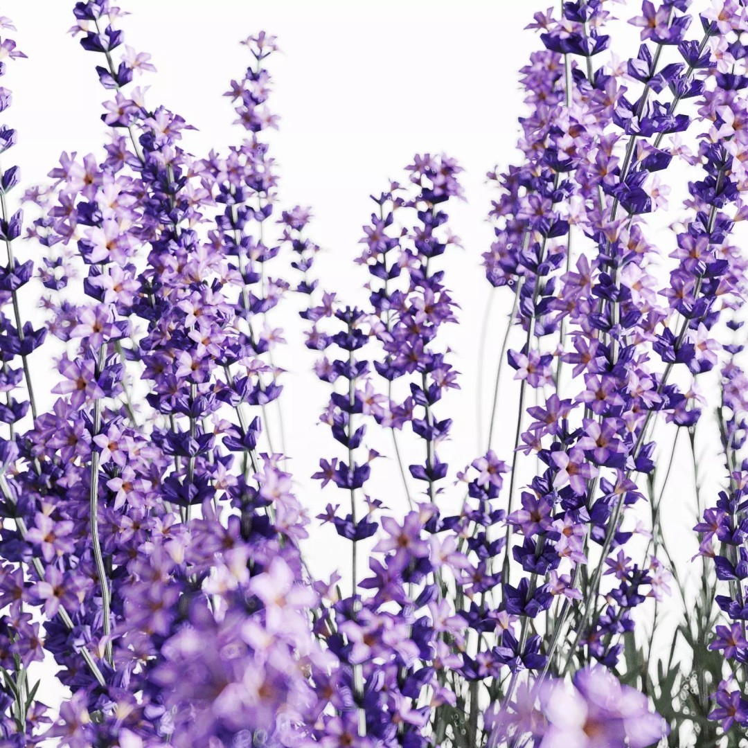 Lavender Bush 3D Model – Unique Forms for Landscape Visualization