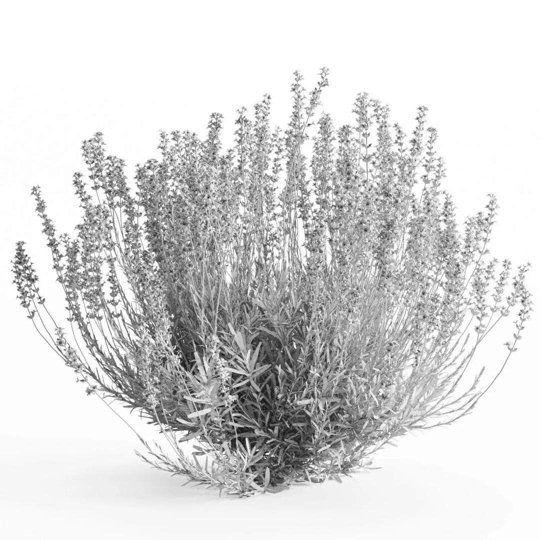 Lavender Bush 3D Model – Unique Forms for Landscape Visualization - View 10