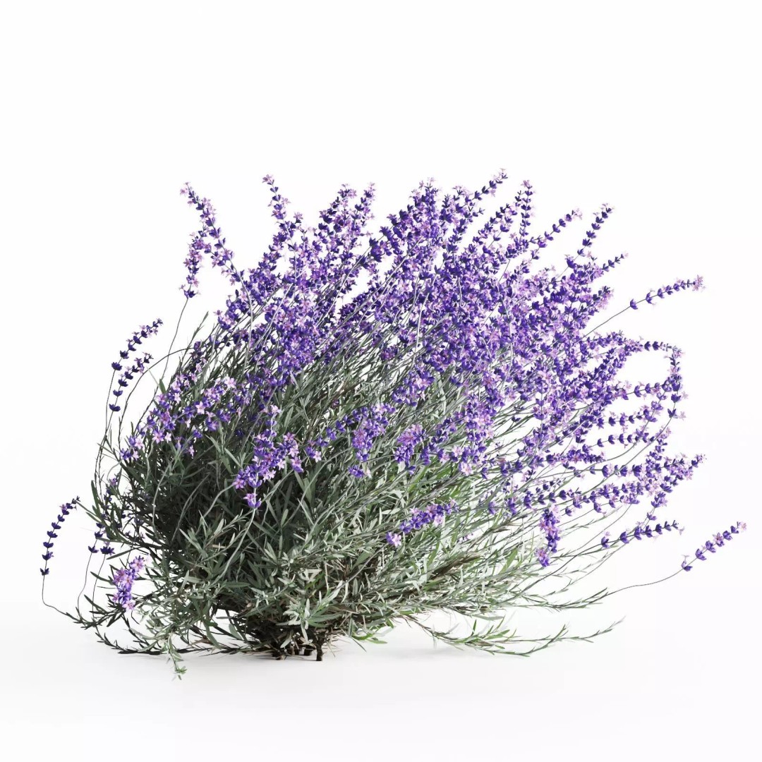 Lavender Bush 3D Model – Unique Forms for Landscape Visualization - View 11