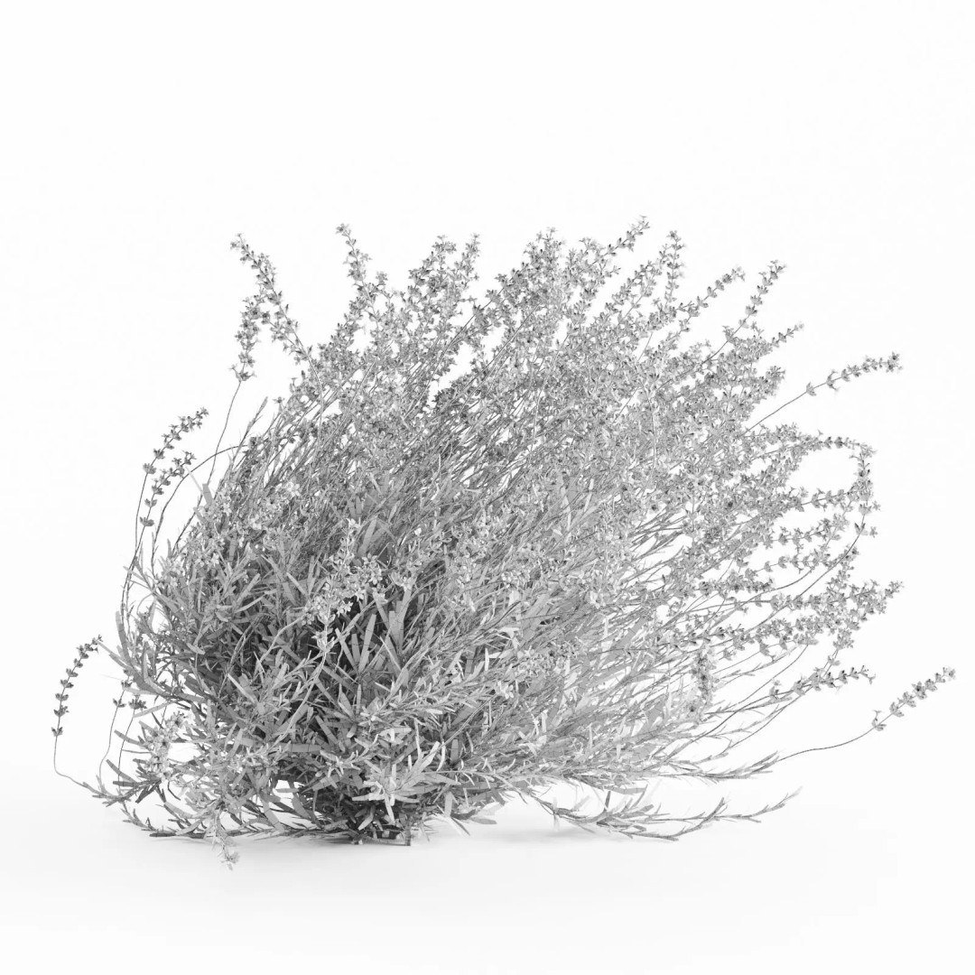 Lavender Bush 3D Model – Unique Forms for Landscape Visualization - View 12