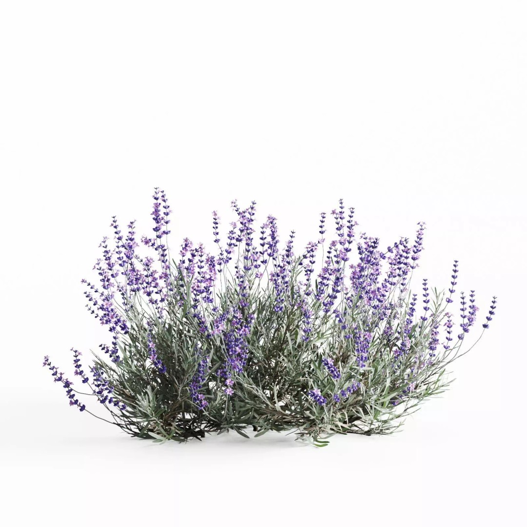Lavender Bush 3D Model – Unique Forms for Landscape Visualization - View 13