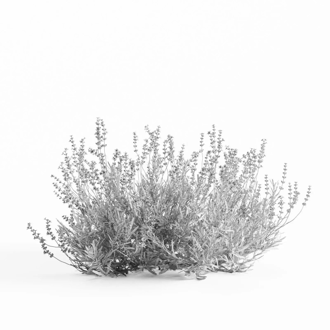 Lavender Bush 3D Model – Unique Forms for Landscape Visualization - View 14