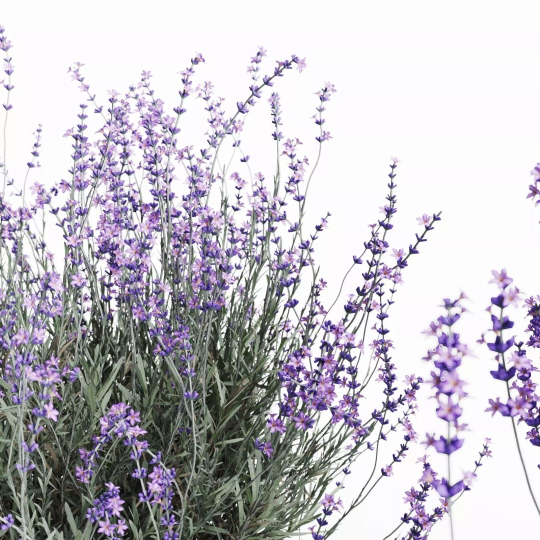 Lavender Bush 3D Model – Unique Forms for Landscape Visualization - View 15
