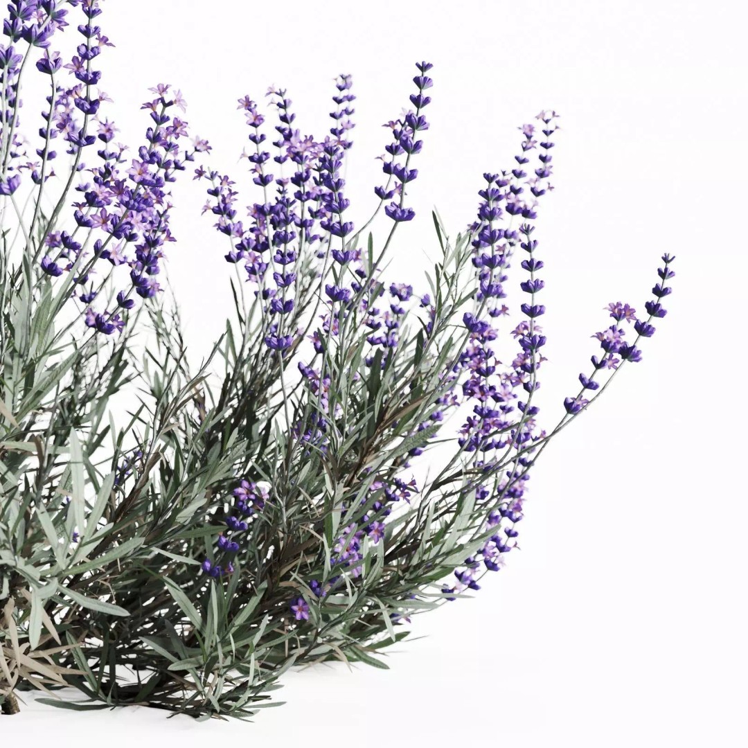 Lavender Bush 3D Model – Unique Forms for Landscape Visualization - View 16