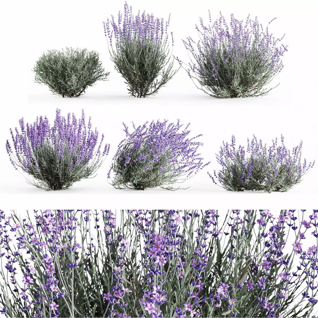 Lavender Bush 3D Model – Unique Forms for Landscape Visualization - View 2