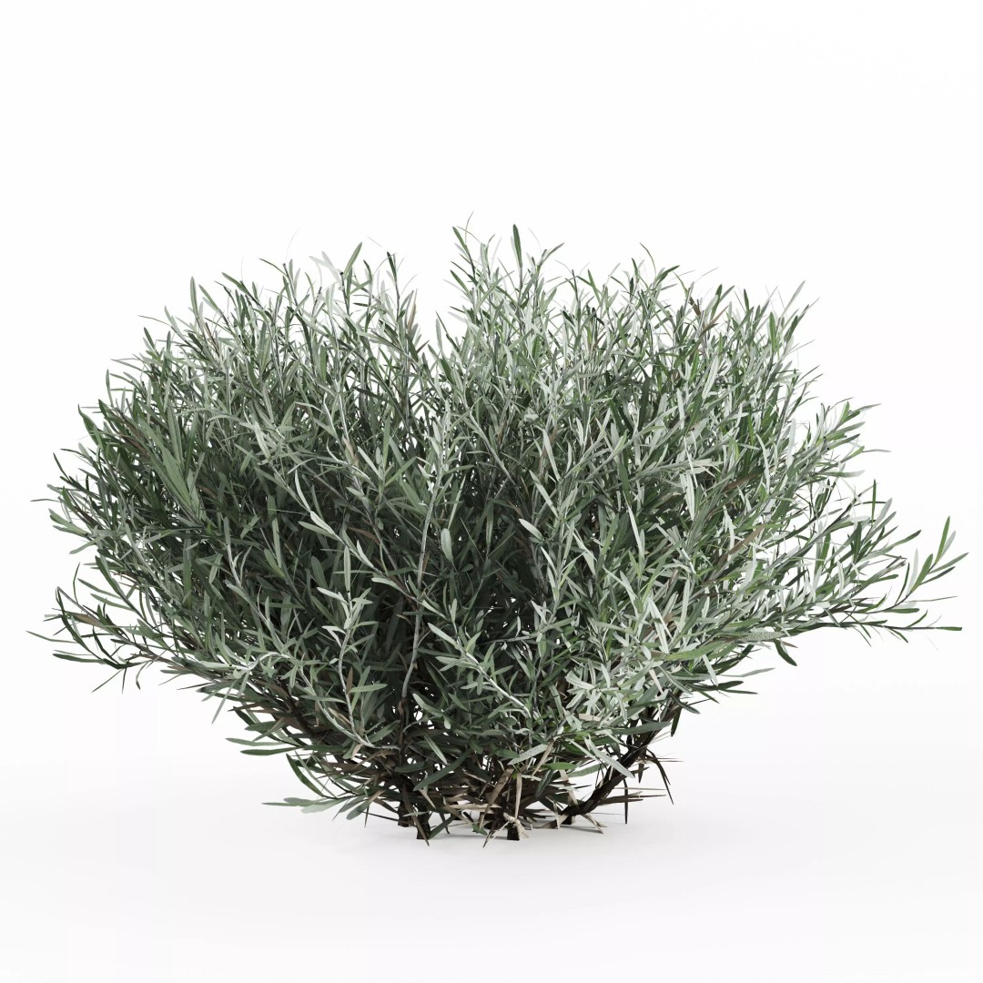Lavender Bush 3D Model – Unique Forms for Landscape Visualization - View 3