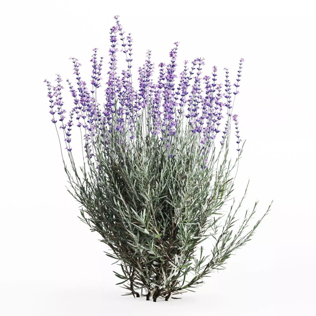 Lavender Bush 3D Model – Unique Forms for Landscape Visualization - View 5