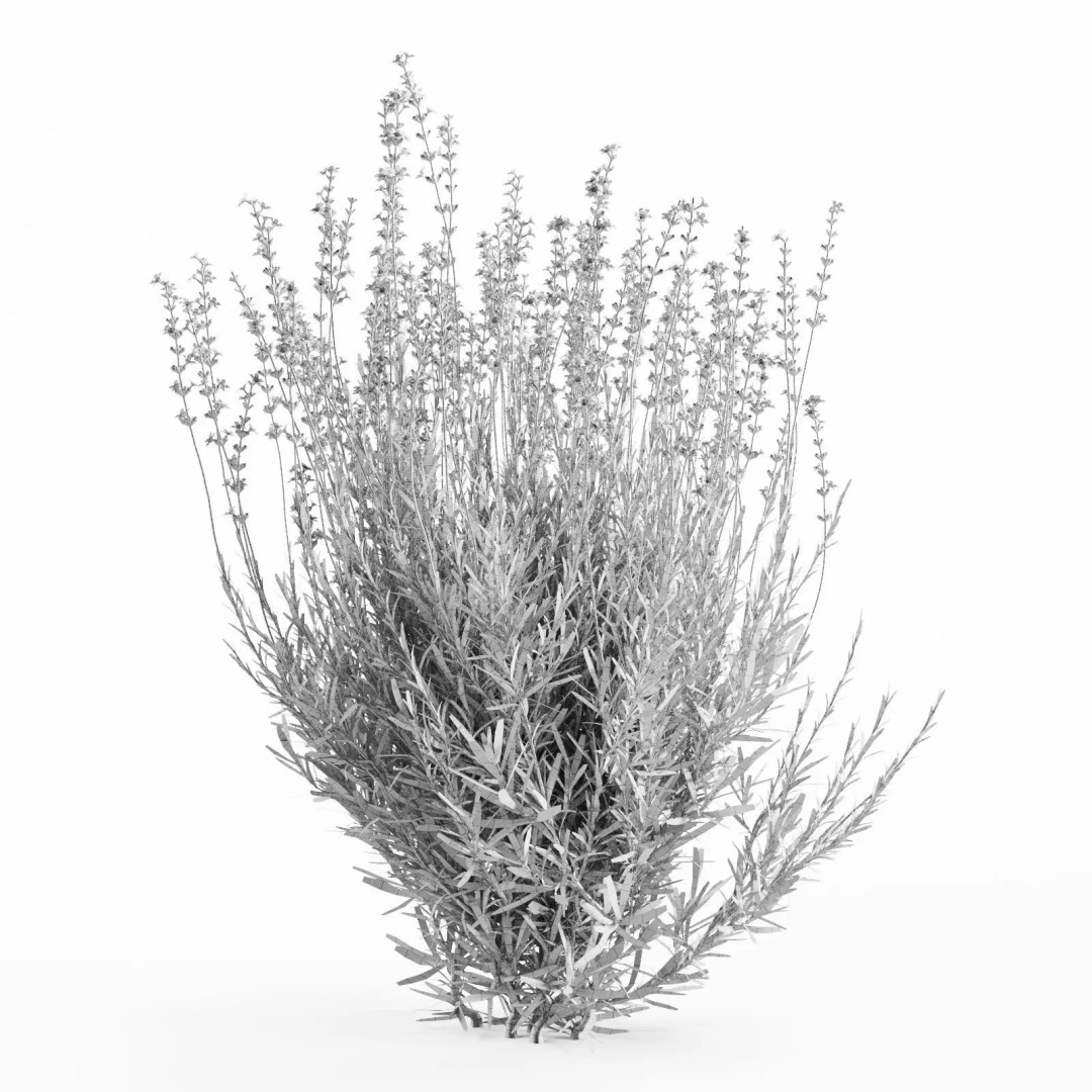 Lavender Bush 3D Model – Unique Forms for Landscape Visualization - View 6