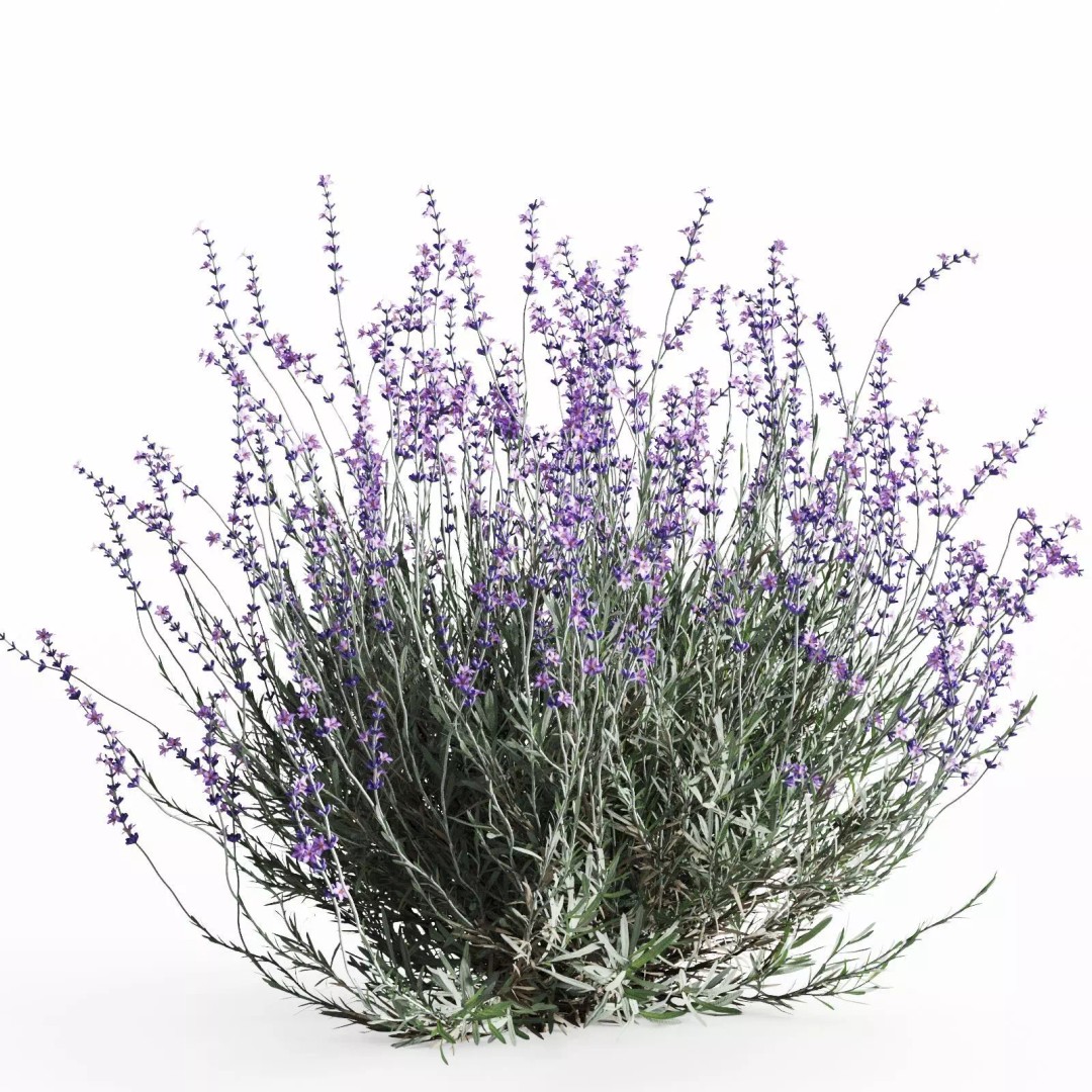 Lavender Bush 3D Model – Unique Forms for Landscape Visualization - View 7