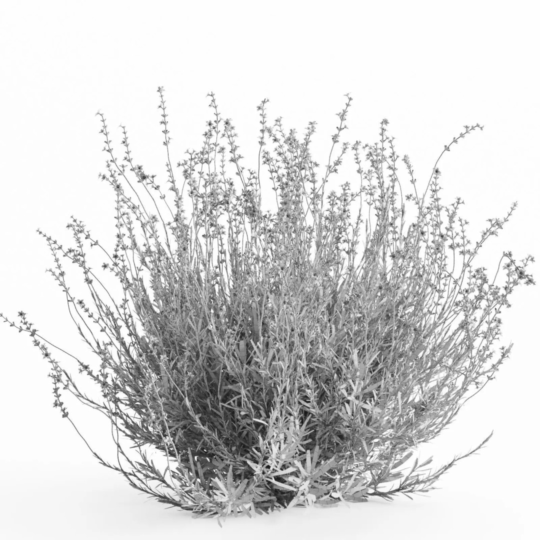 Lavender Bush 3D Model – Unique Forms for Landscape Visualization - View 8