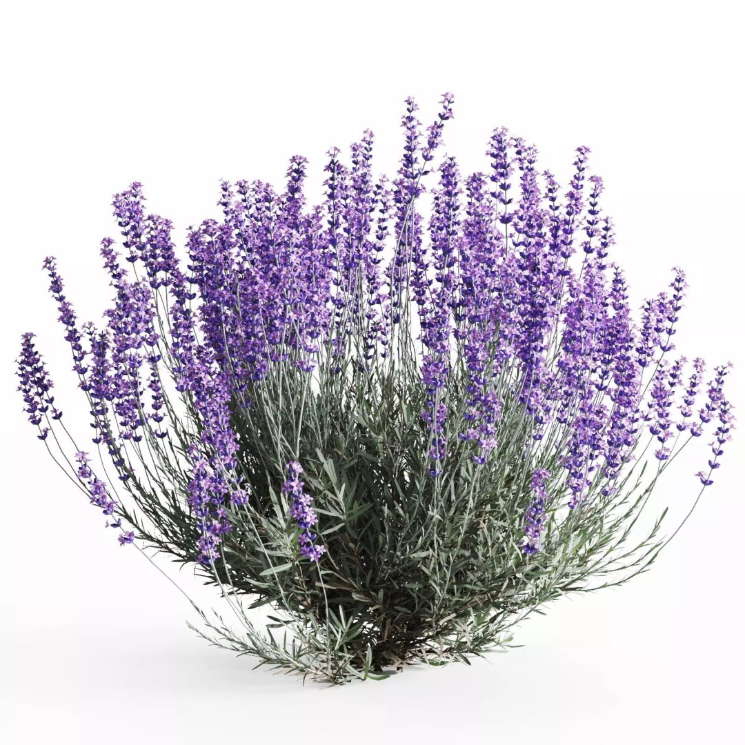 Lavender Bush 3D Model – Unique Forms for Landscape Visualization - View 9
